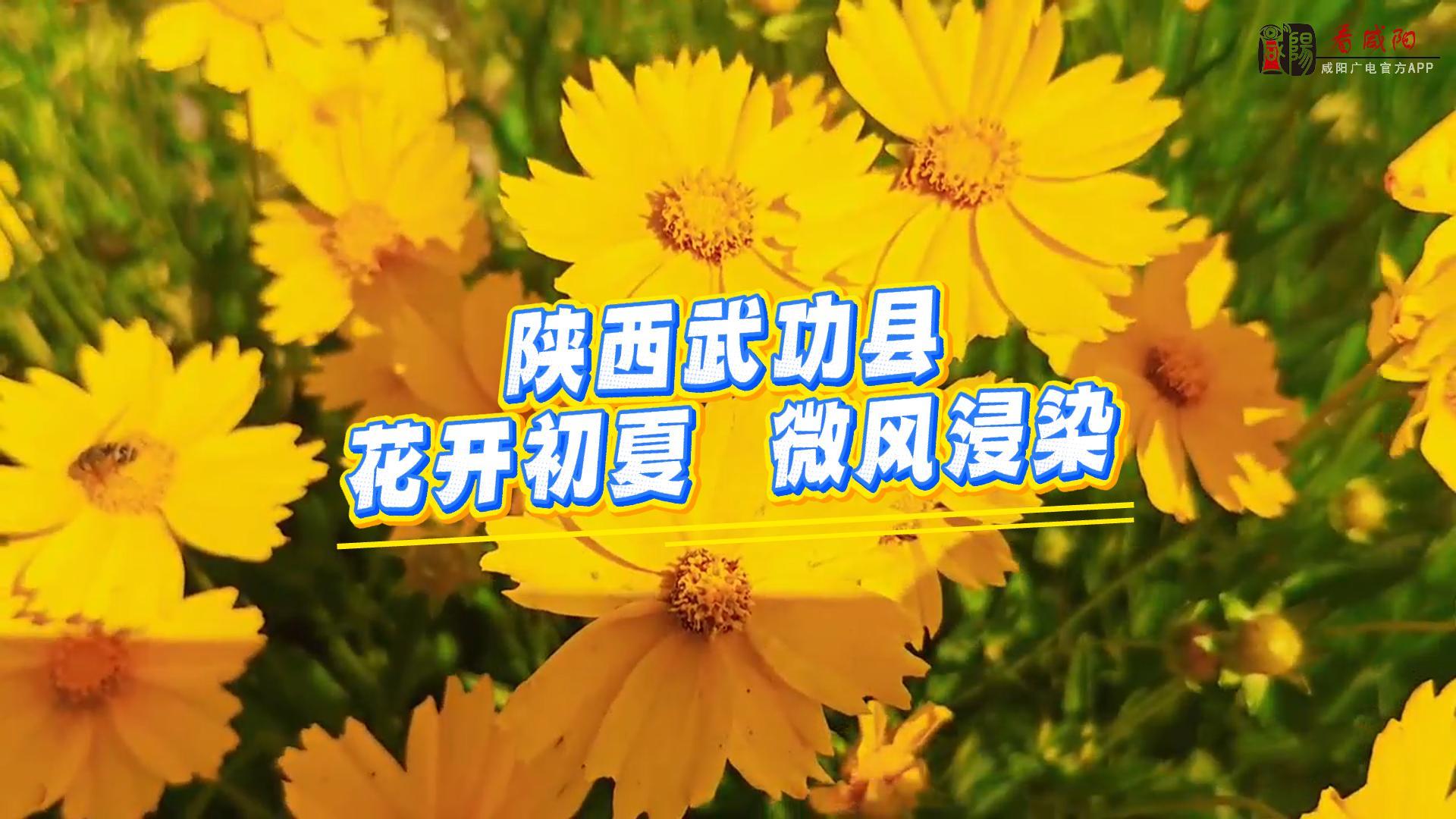 【视频】走进大美咸阳 | 武功县：花开初夏  微风浸染