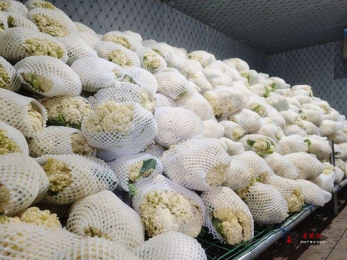旬邑松花菜丰收季！40亩有机菜棚变身“致富工厂”，日销全国！