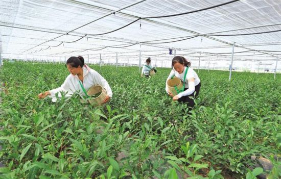 西安头茬“白毫早”开始采摘