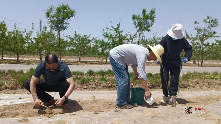 咸阳各地打好抗旱“主动仗” 守牢粮食安全
