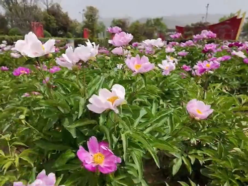 【视频】走进大美咸阳 | 彬州：东风拂过香盈袖 不负人间芍药期 