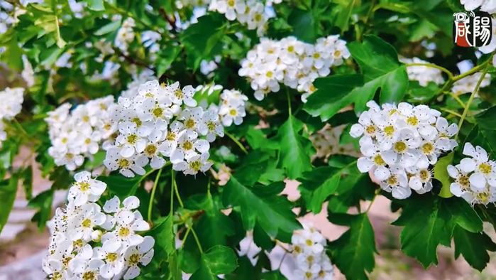【视频】走进大美咸阳 | 彬州：山楂花开，来一场浪漫的邂逅吧！