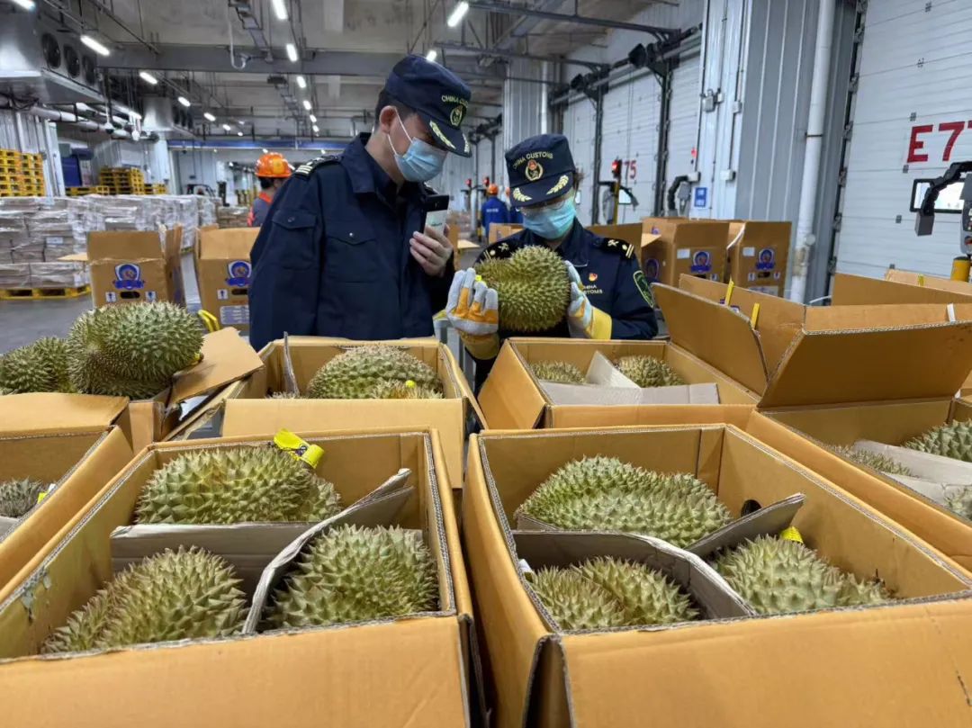 榴莲自由马上到！1600吨榴莲到了~预计本月中下旬降价