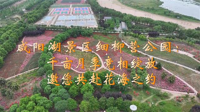 【视频新闻】咸阳湖景区细柳营公园：千亩月季竞相绽放 邀您共赴...