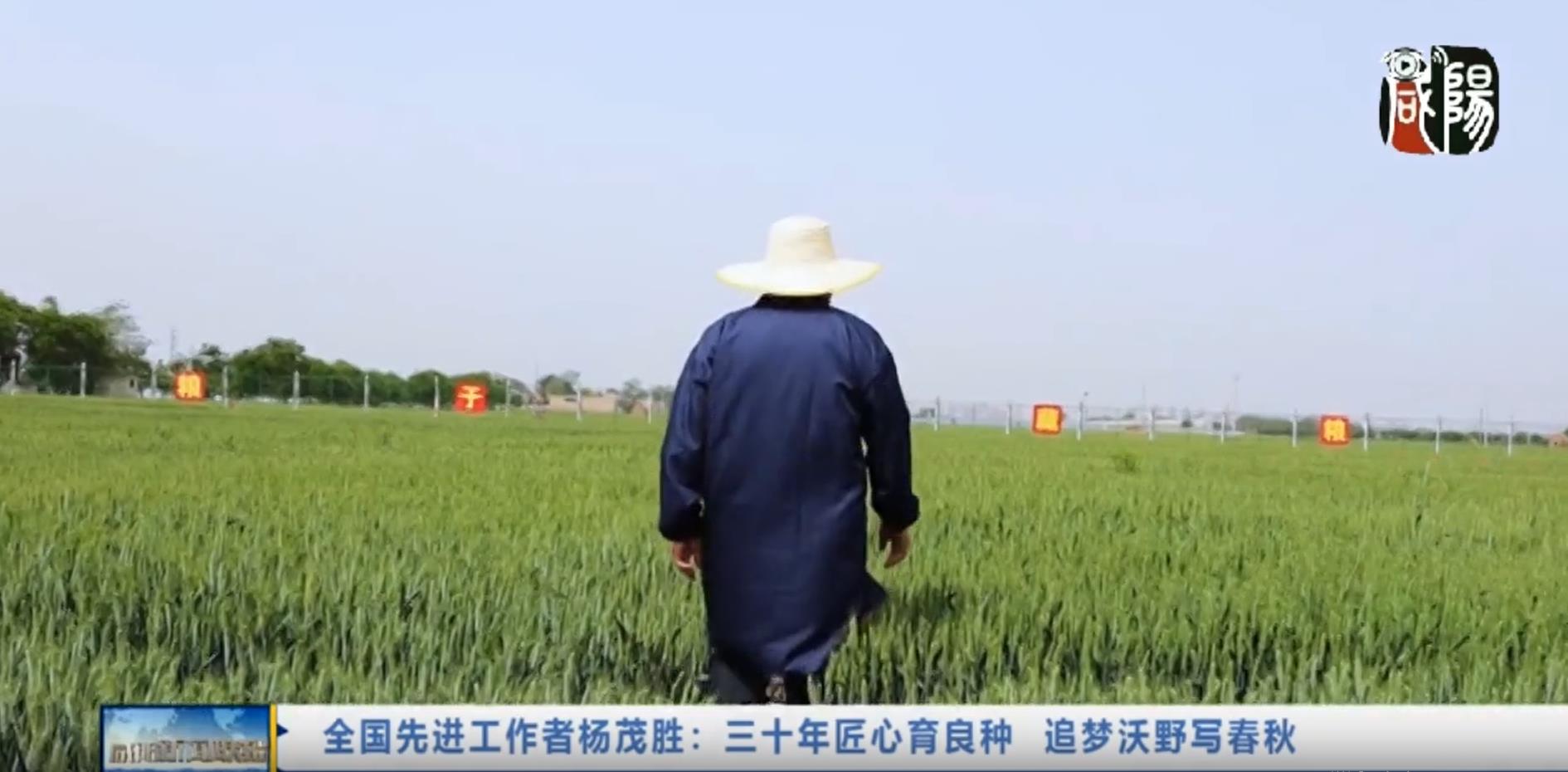 【视频新闻】全国先进工作者杨茂胜：三十年匠心育良种  追梦沃野...