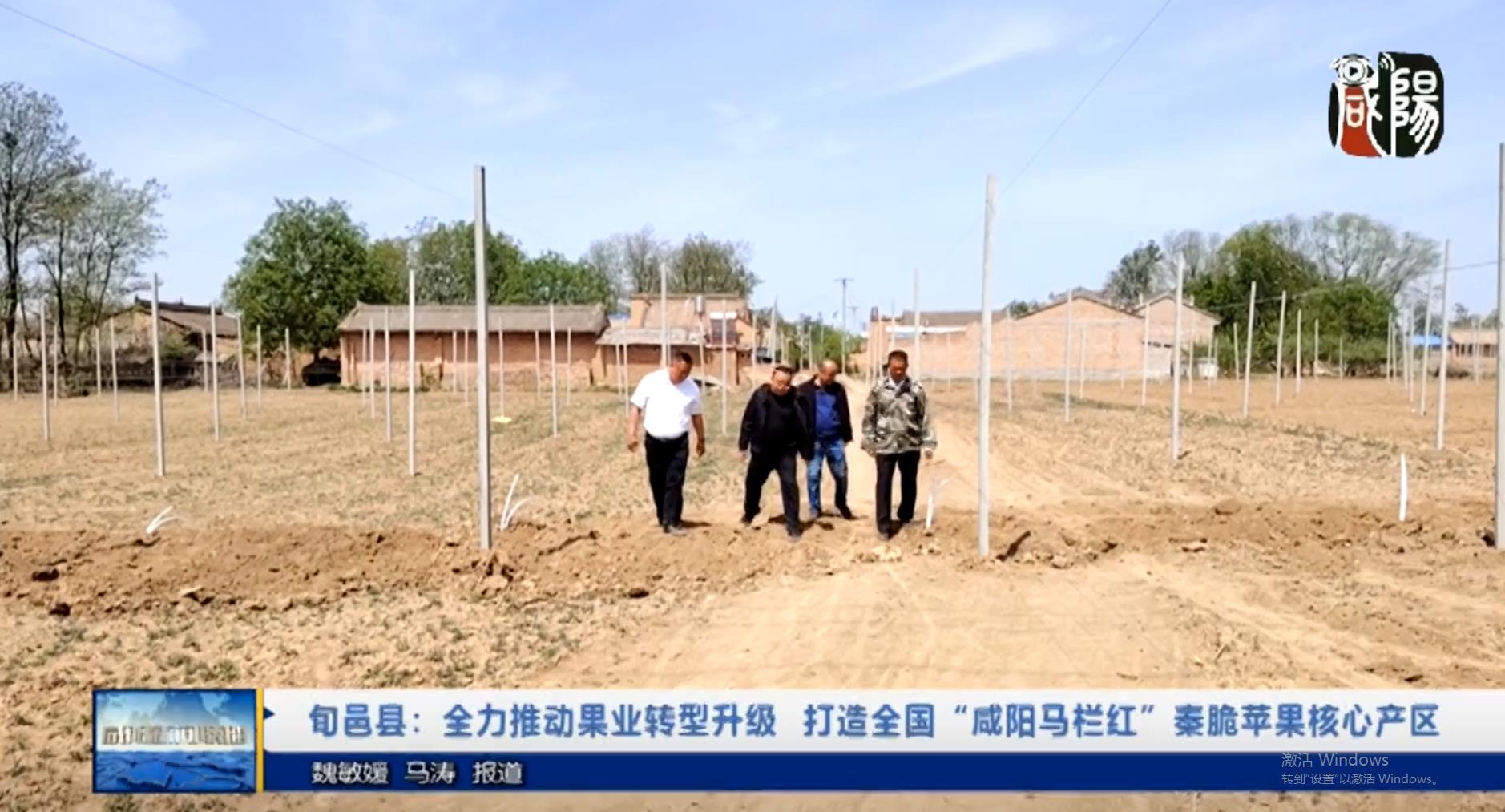 【视频新闻】旬邑县：全力推动果业转型升级  打造全国“咸阳马栏...