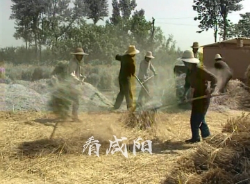 【视频】忆咸阳 | 96年咸阳夏收，晒麦场景中的父辈艰辛与童年印记！