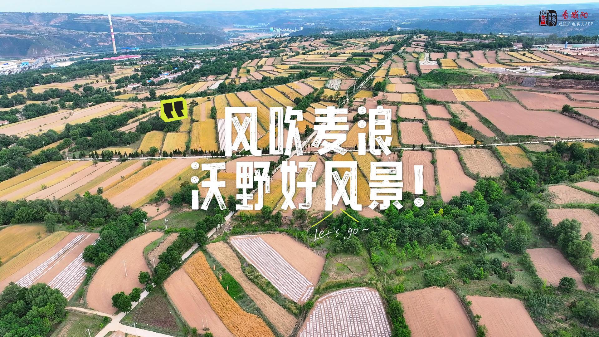 【视频】长武：风吹麦浪 沃野好风景!