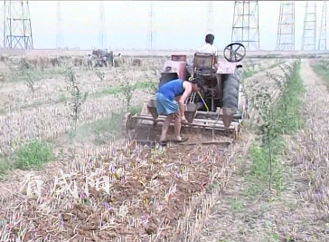 【视频】忆咸阳丨穿越回96年咸阳的夏天 重温夏播时的火热岁月