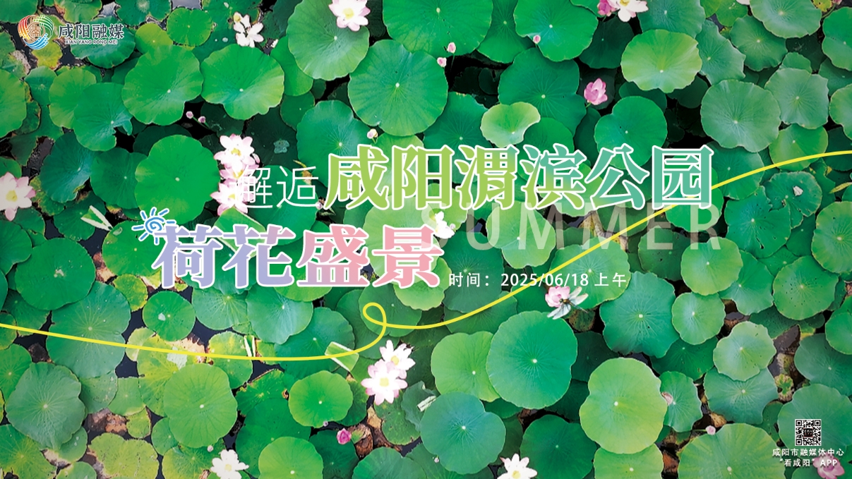 【直播回看】邂逅咸阳渭滨公园的荷花盛景