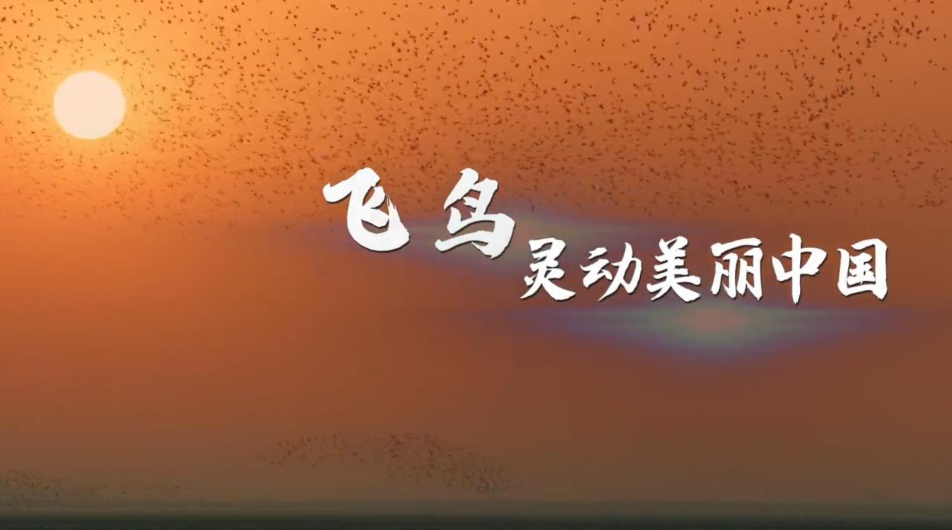 【视频】飞鸟灵动 美丽中国