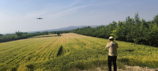 人保财险咸阳分公司 护航受灾小麦 速推赔偿保障