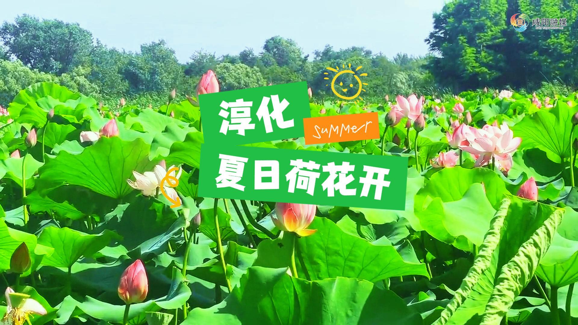 【视频】走进大美咸阳 | 淳化：夏日荷花开