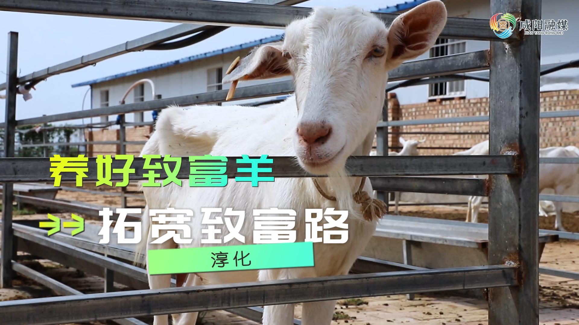 【视频】淳化县：养好致富羊 拓宽致富路