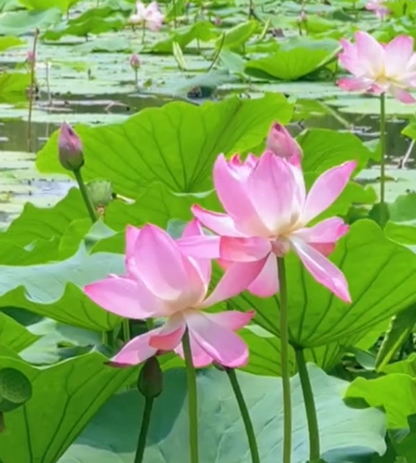 【视频】夏至｜热闹与沉静的共生哲学