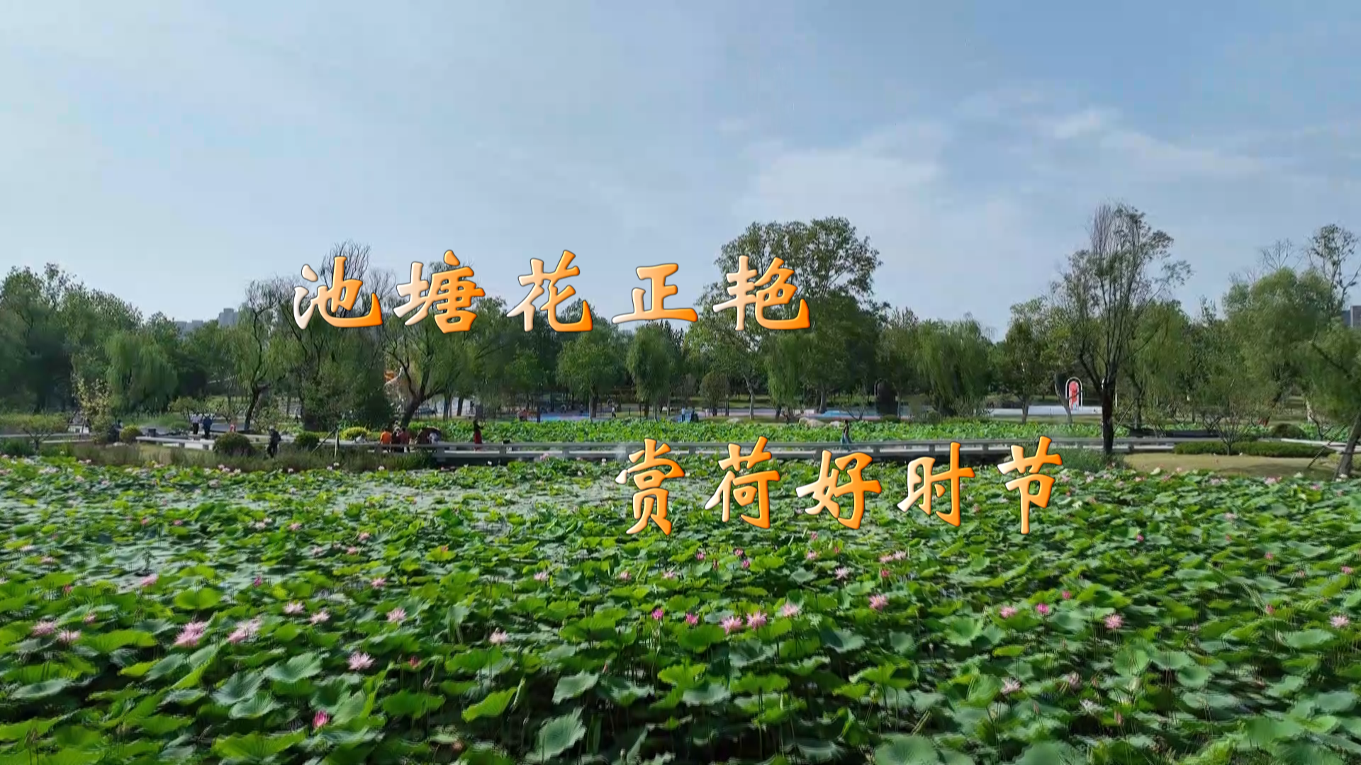 渭滨公园 ：池塘花正艳 赏荷好时节