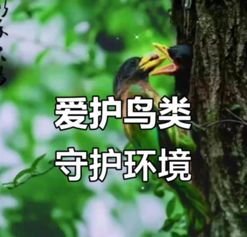 【视频】爱护鸟类 守护环境