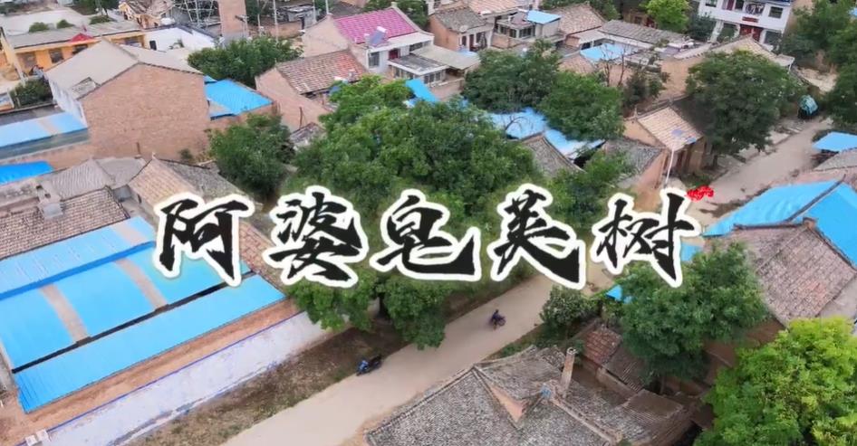【视频】兴平这棵 “阿婆树”，守了村子 1500 年，承载几代人乡...