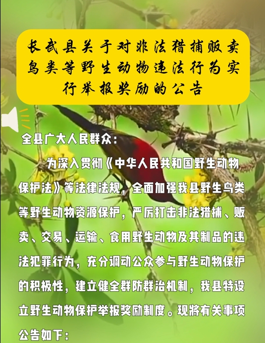 【视频】举报有奖！长武县严打非法猎捕贩卖鸟类等野生动物