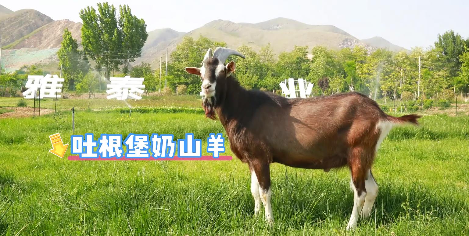 【视频】全媒体行动 | 来泾阳雅泰牧歌奶山羊观光牧场 体验农文旅...