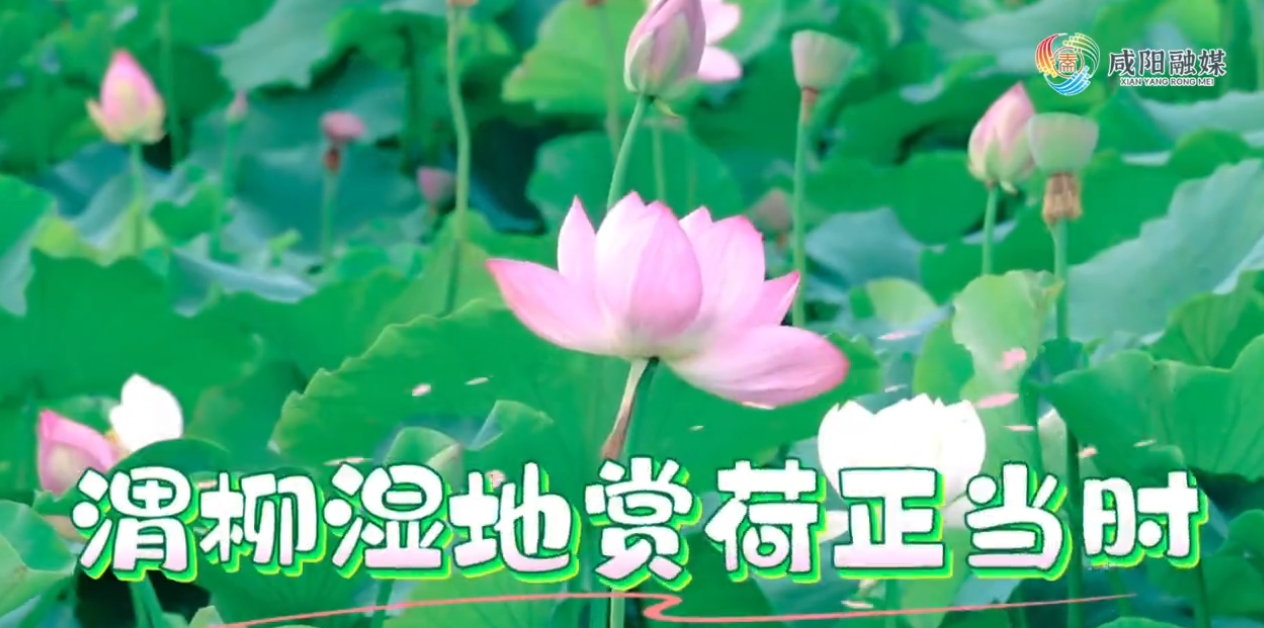 【视频】盛夏荷花别样美！渭柳湿地赏荷正当时
