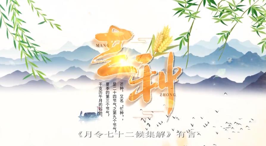 【视频】节气有约 | 中国传统文化二十四节气——芒种