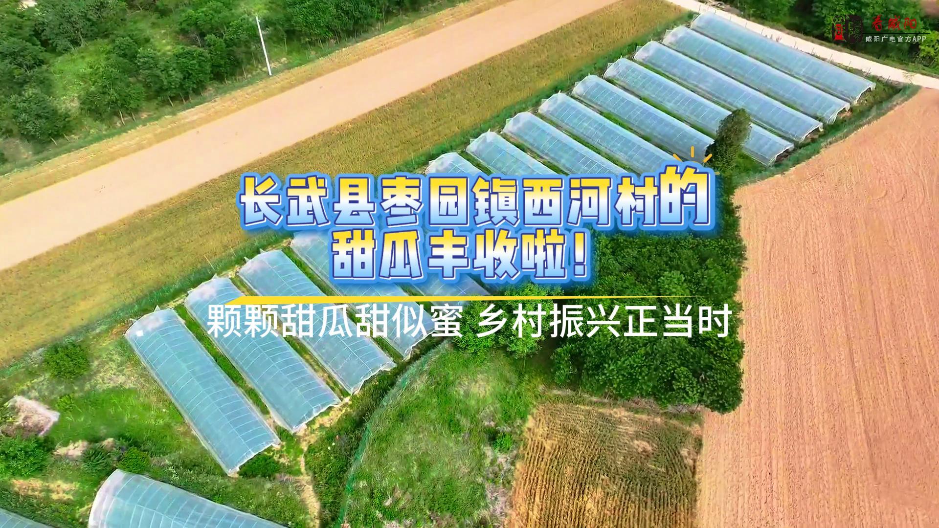 【视频】长武县枣园镇西河村的甜瓜丰收啦！
