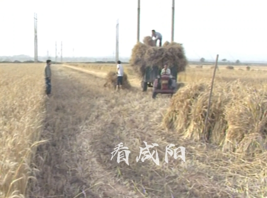 【视频】忆咸阳 | 96年盛夏，咸阳麦浪中的抢收记忆，麦客与收割机齐登场