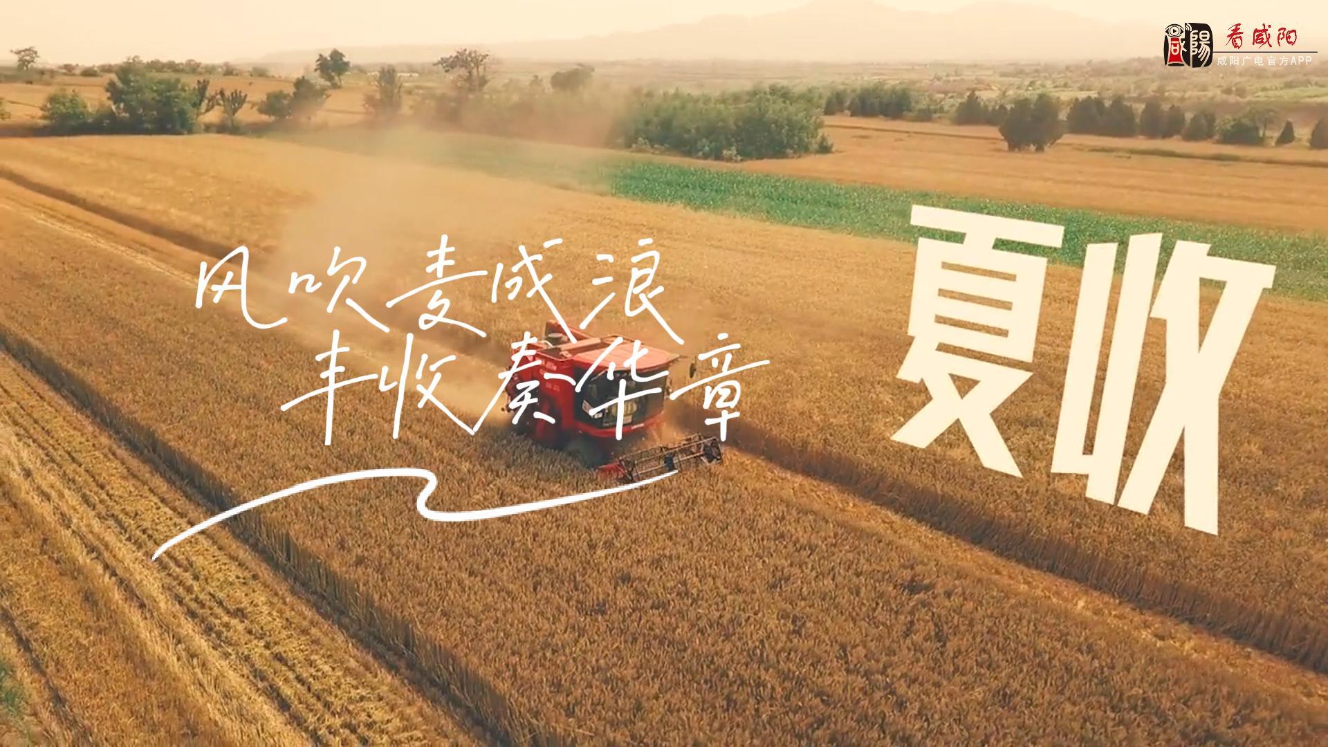 【视频】走进大美咸阳 | 淳化：风吹麦成浪 丰收奏华章