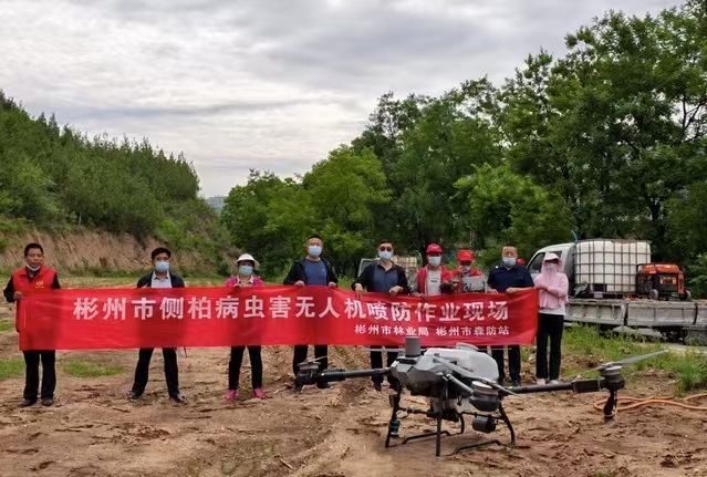 彬州：无人机出击 守护福银高速侧柏健康