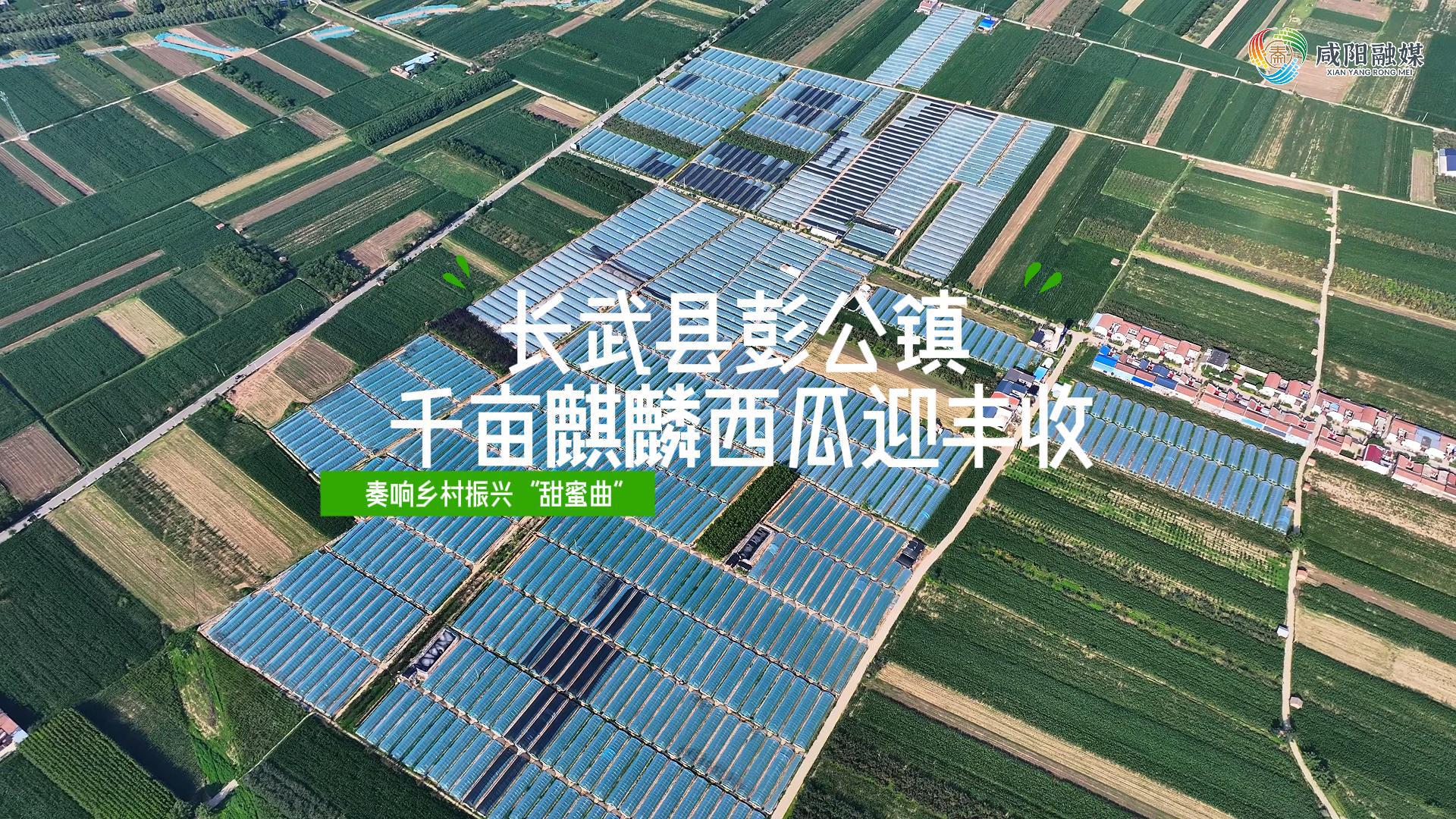 【视频】长武县彭公镇：千亩麒麟西瓜迎丰收 