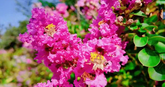 【视频】走进大美咸阳 | 彬州：撞上紫薇花开 便有了最绚烂的相遇