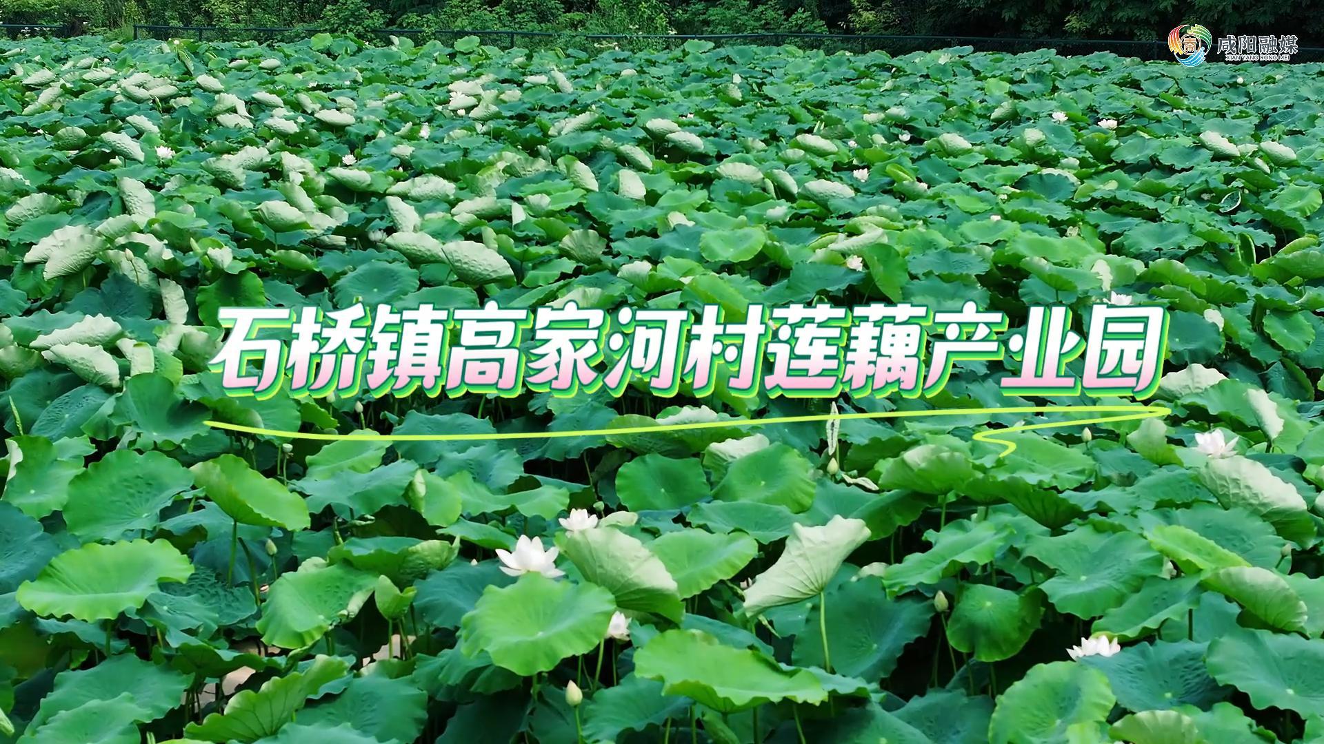 【视频】淳化：藏在乡间的 “藕” 遇秘境，每一帧都是治愈系壁纸