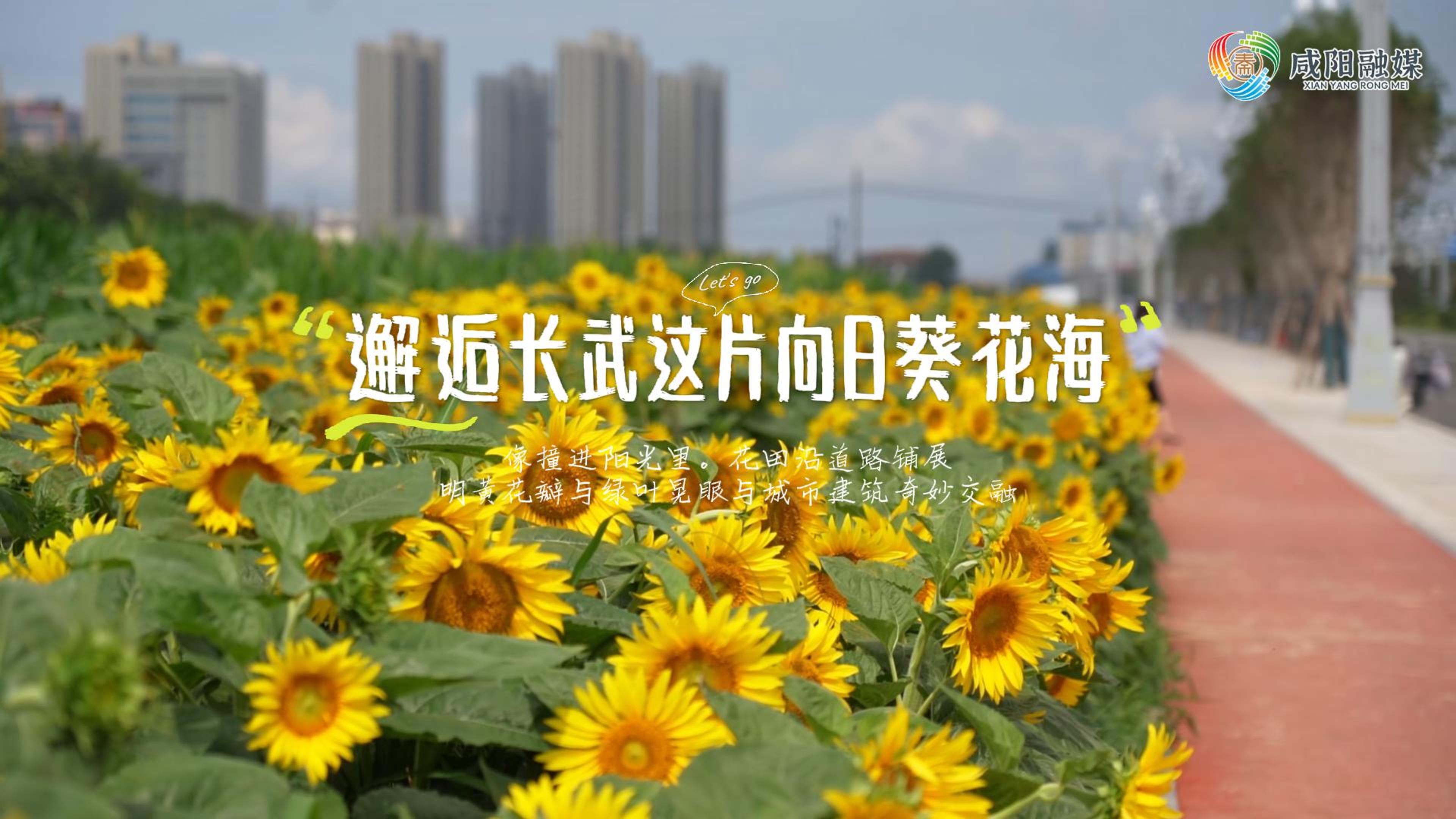 【视频】走进大美咸阳 | 邂逅长武这片向日葵花海
