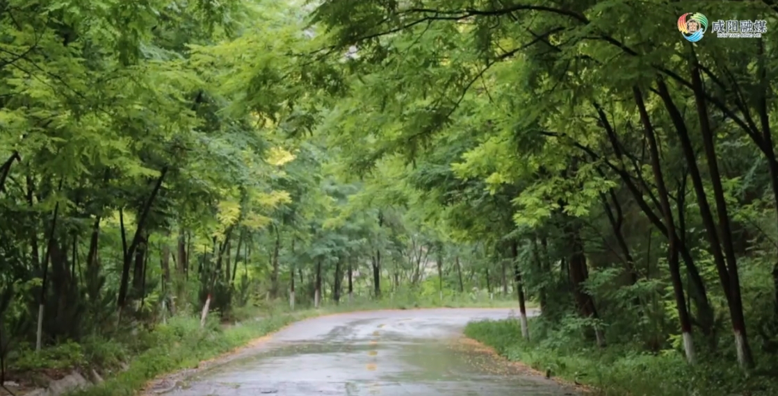【视频】雨润共青 绿意更浓丨在长武红星森林公园，淋一场治愈的绿