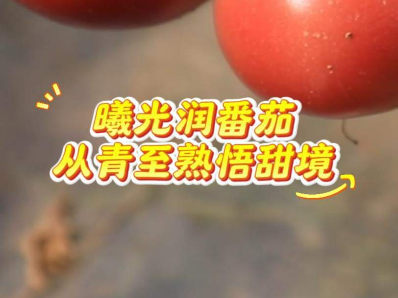 【视频】一颗番茄的态度