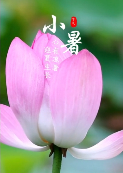 【视频】小暑已至 炎夏登场