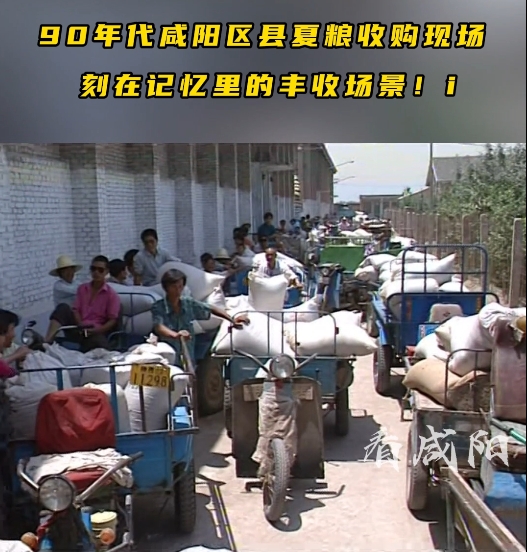 【视频】忆咸阳丨90年代咸阳区县夏粮收购现场 刻在记忆里的丰收场景！