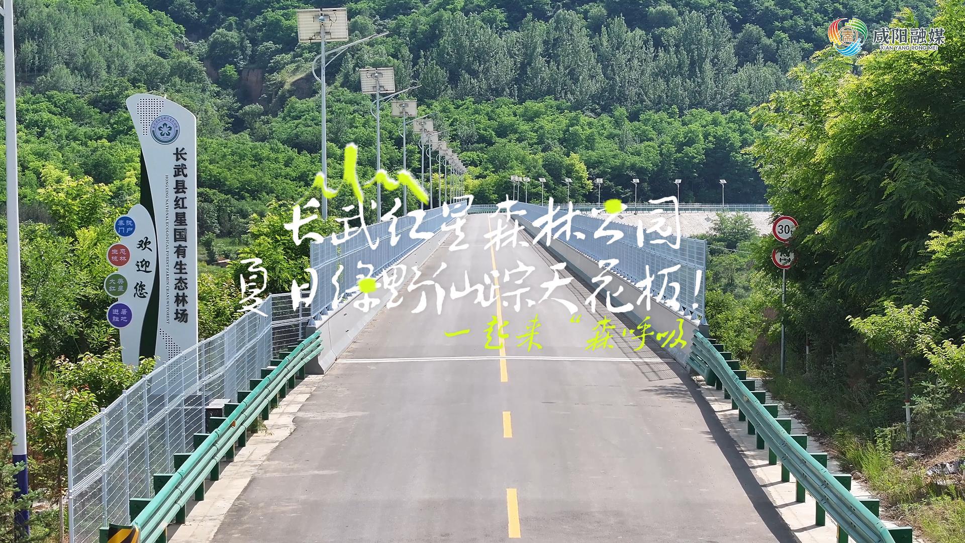 【视频】走进大美咸阳 | 一起来“森呼吸”！长武红星森林公园，...