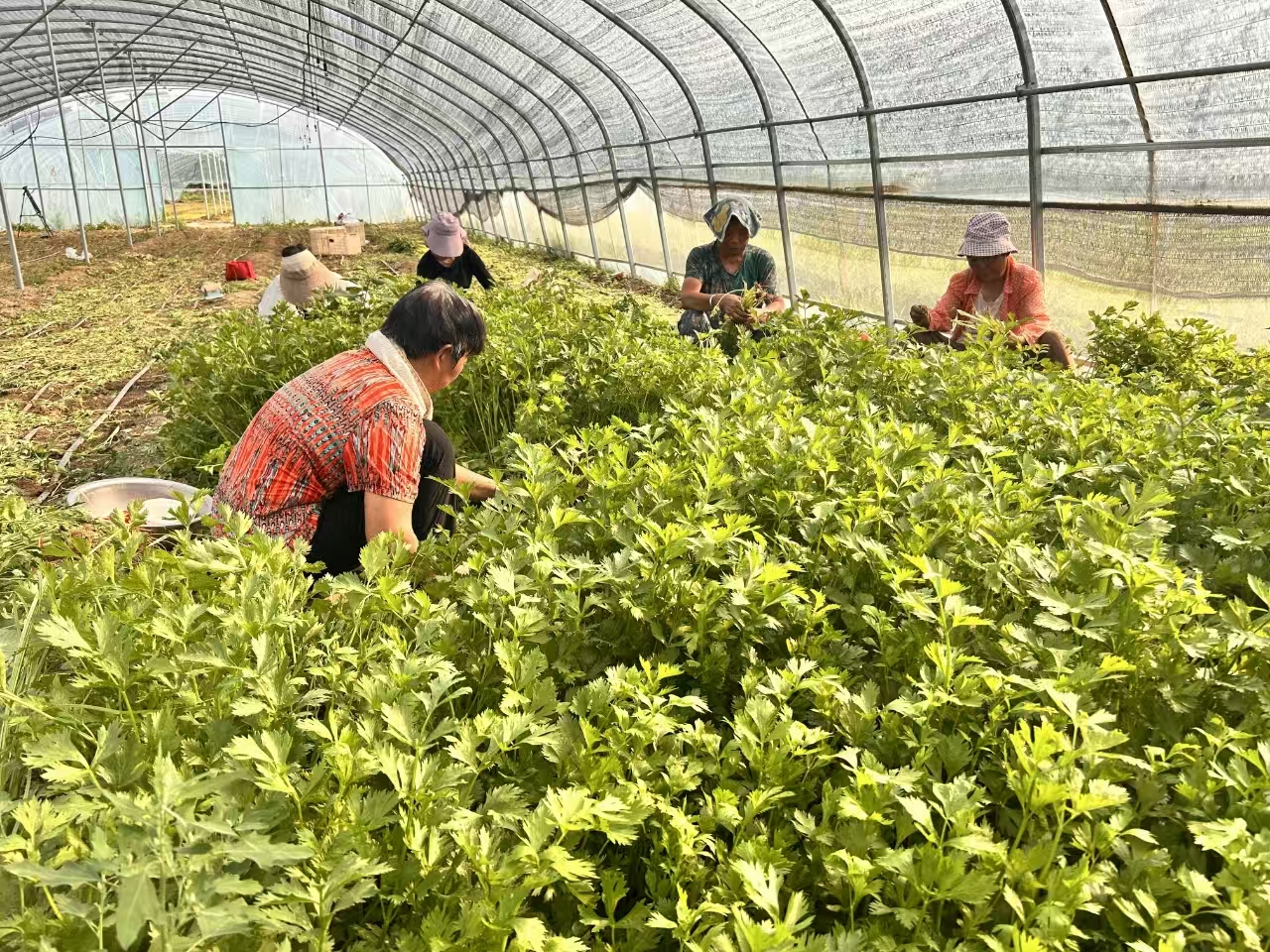 兴平丰仪镇：循环种植麦芹  解锁乡村振兴“新密码”