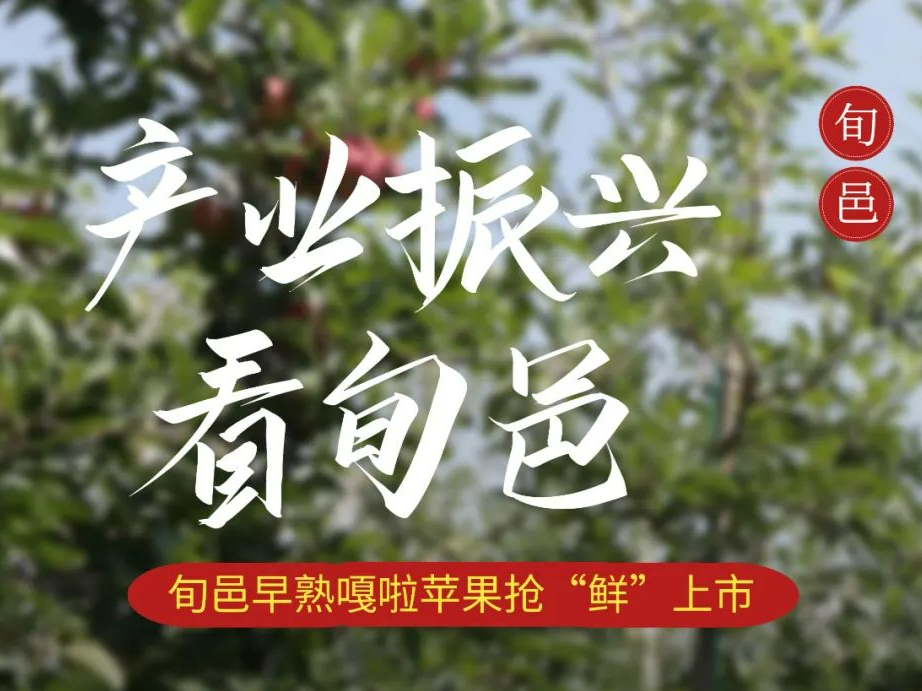 旬邑早熟嘎啦苹果抢“鲜”上市