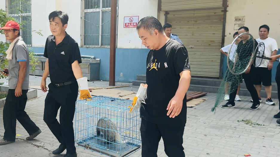 兴平：救助校园“不速之客”