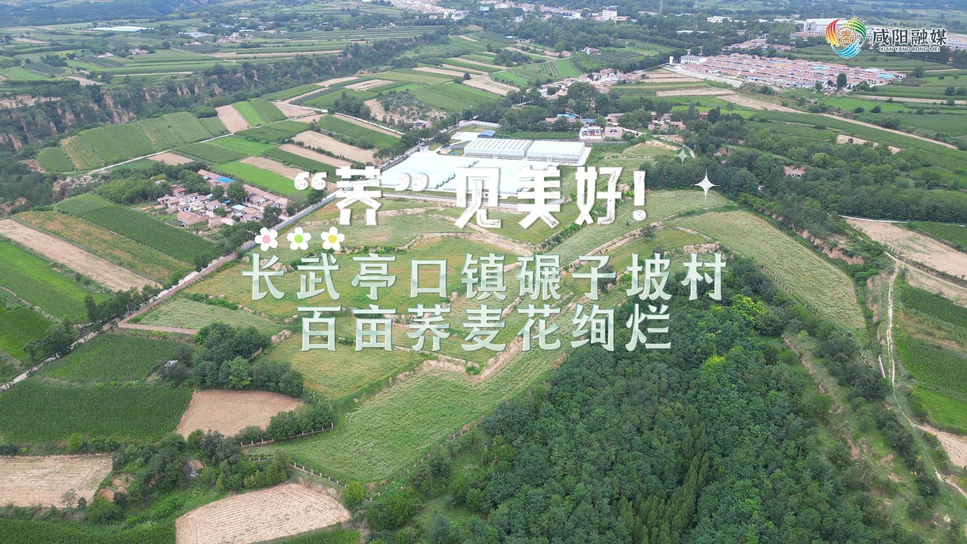 【视频】“荞”见美好！亭口镇碾子坡村百亩荞麦花绚烂