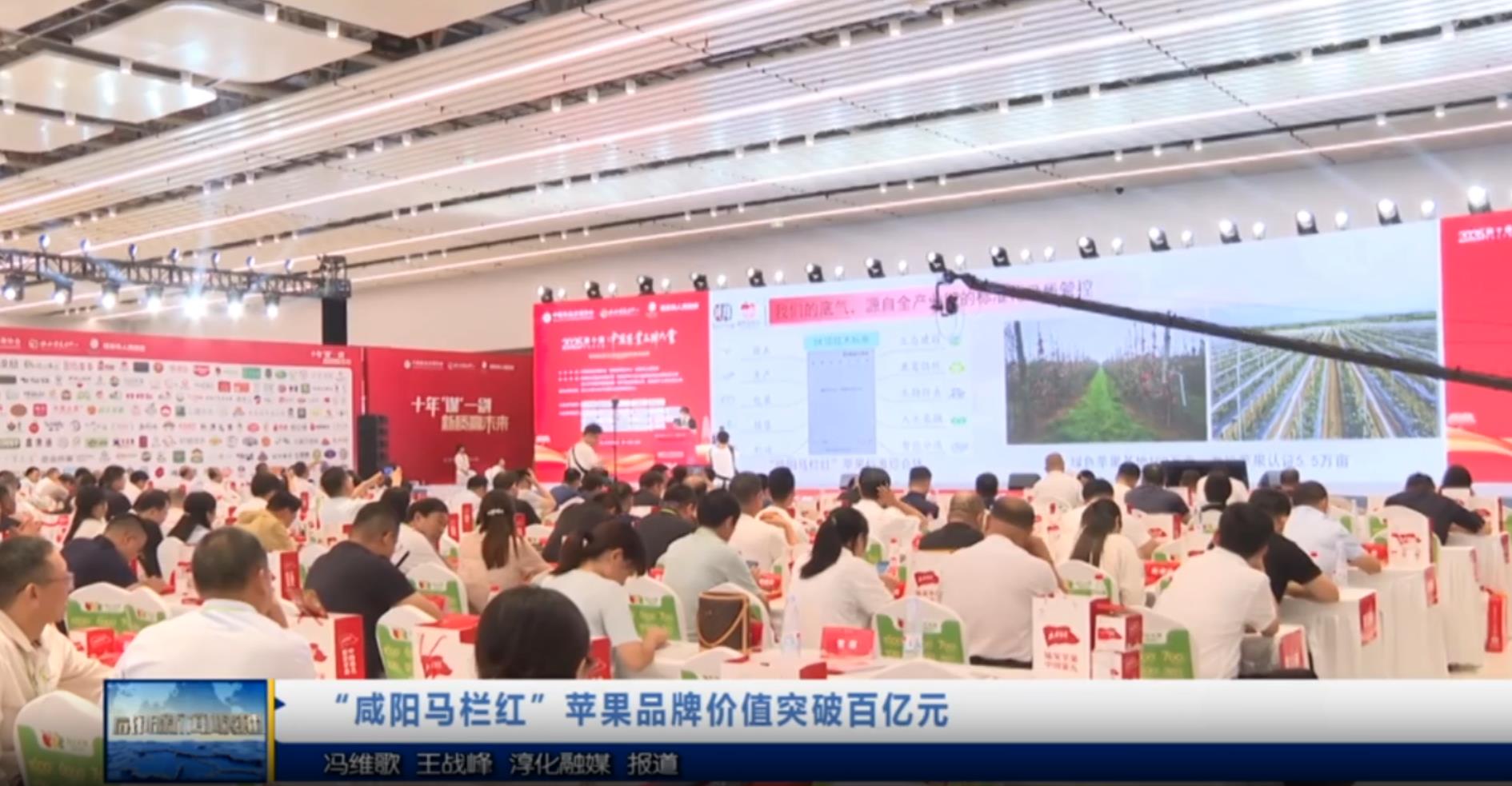 【视频新闻】“咸阳马栏红”苹果品牌价值突破百亿元