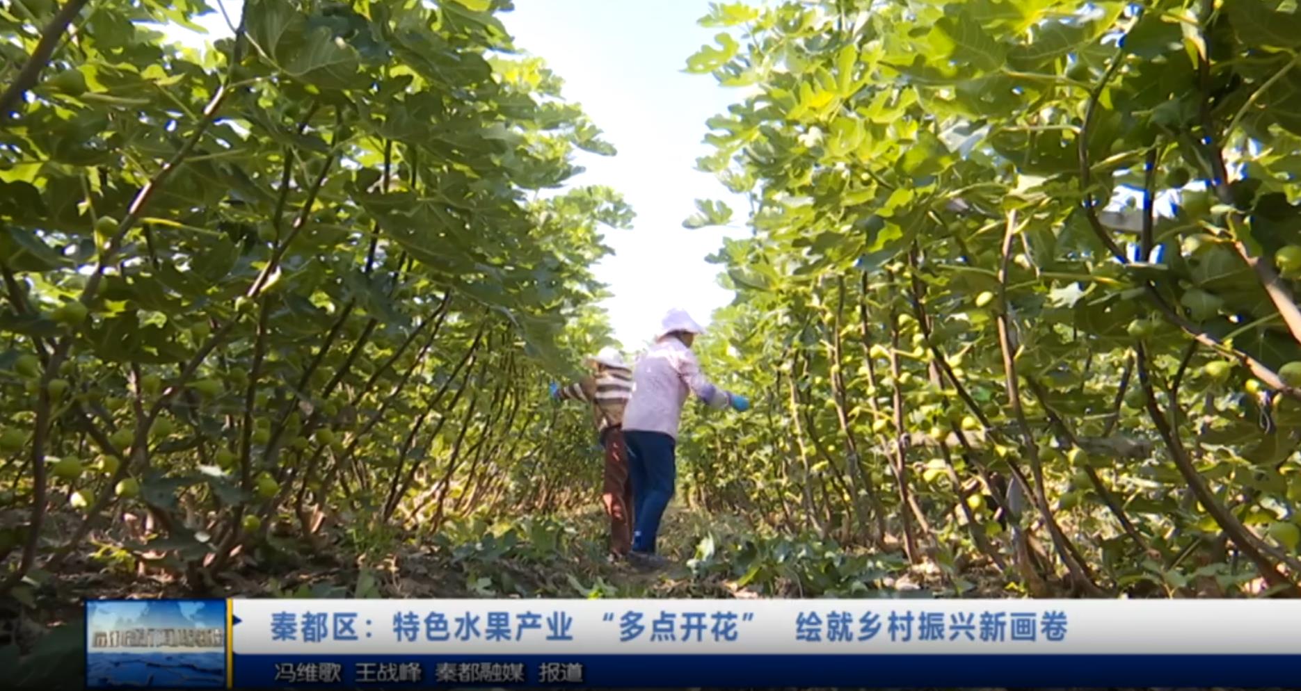 【视频新闻】秦都区：特色水果产业 “多点开花”  绘就乡村振兴新画卷