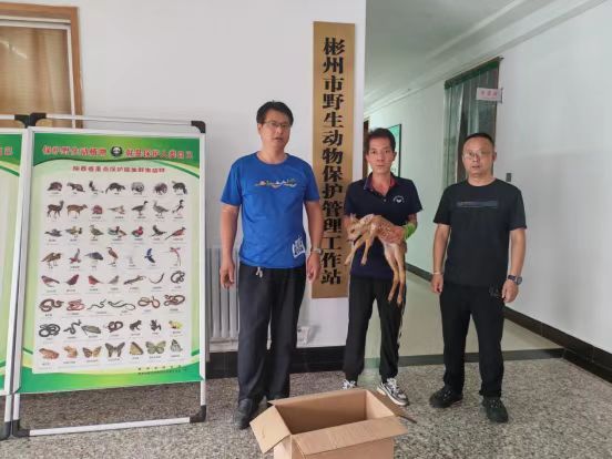 彬州：跨区域协作成功救助“三有” 保护动物幼年狍