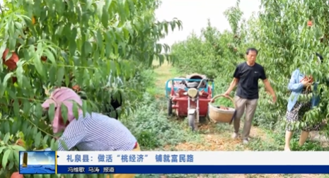 【视频新闻】礼泉县：做活“桃经济”  铺就富民路