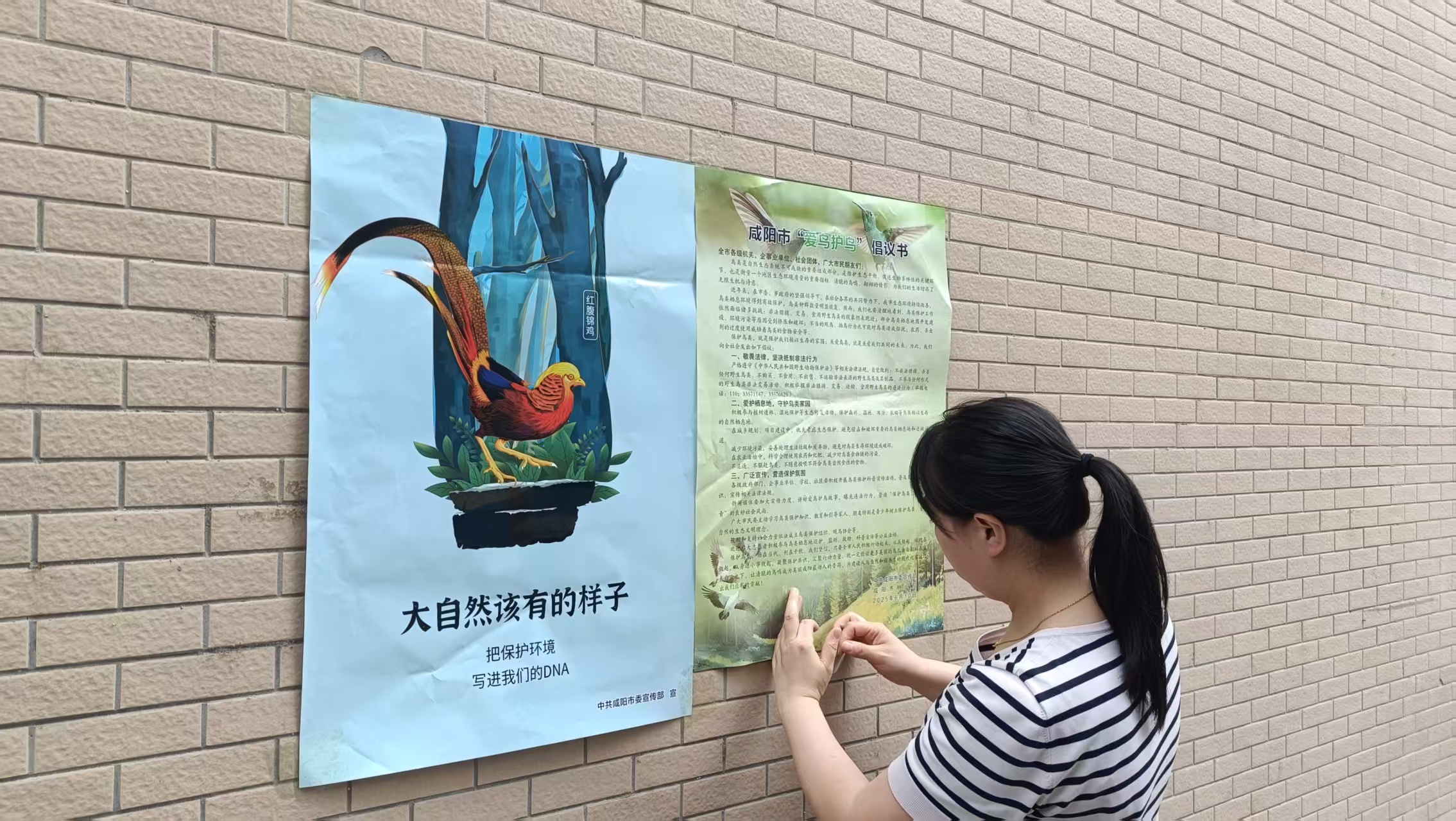 渭城区中山街街道：多举措开展野生鸟类保护行动 凝聚爱鸟护鸟共...