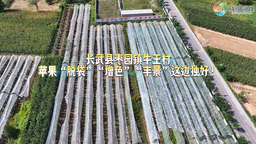 长武县枣园镇牛王村：苹果“脱袋”“增色”“丰景”这边独好！