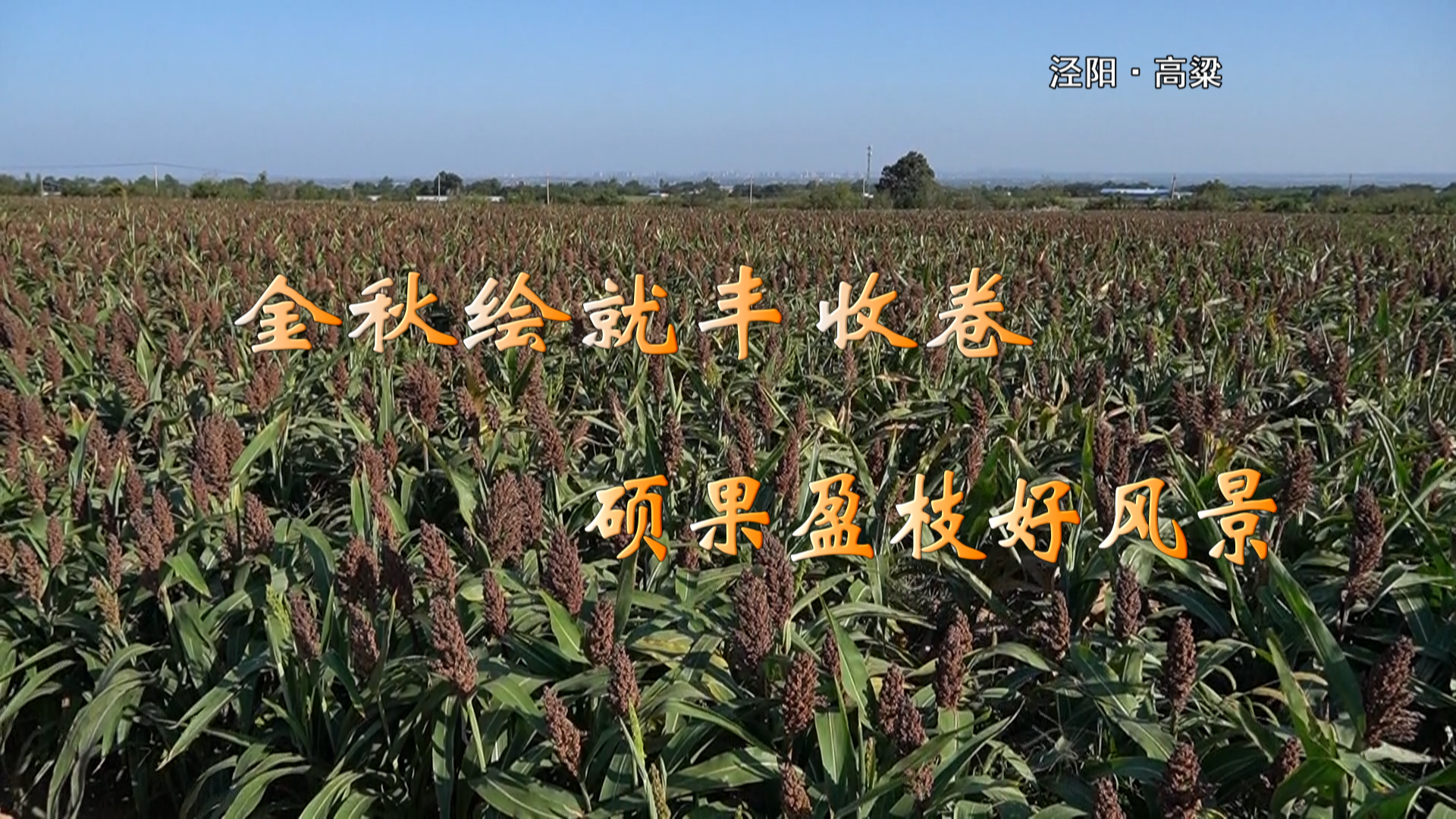 金秋绘就丰收卷  硕果盈枝好风景
